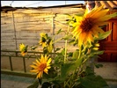 Sunflowers, Mancora.